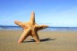 Starfish on beach
